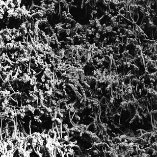 FEB2026- NEW PRODUCTS LP NECROPOLISSEBEHT - "Taurunovem - Th’Astraktyan Serfdome" LP